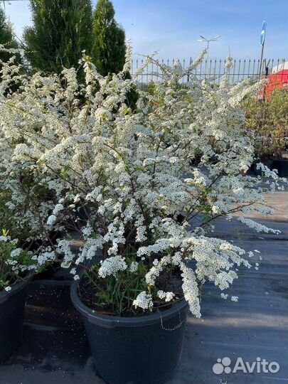 Декоративные кустарники