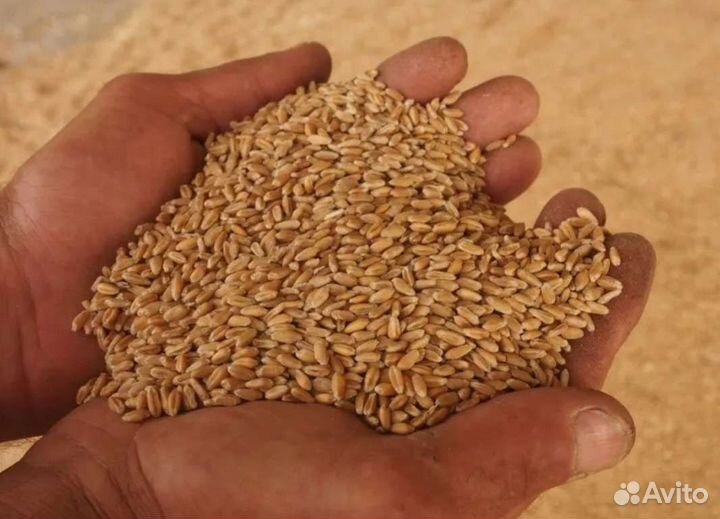 Пшеница крупным оптом
