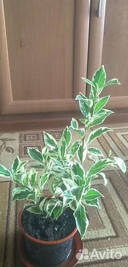 Фикус ретуза гавайская