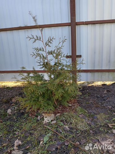 Туи брабант