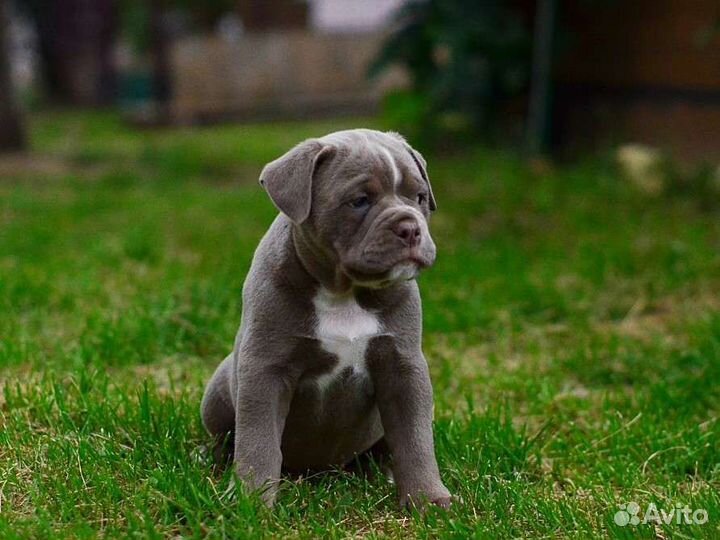Староанглийский бульдог. Щенки