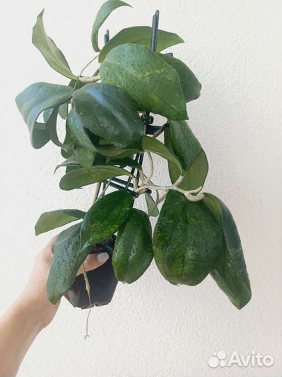 Хойи взрослые