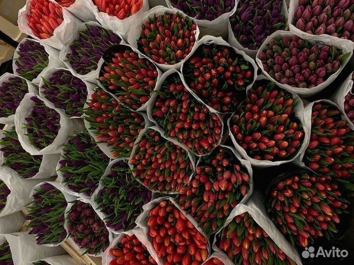 Тюльпаны мелкий, крупный опт от 500 шт