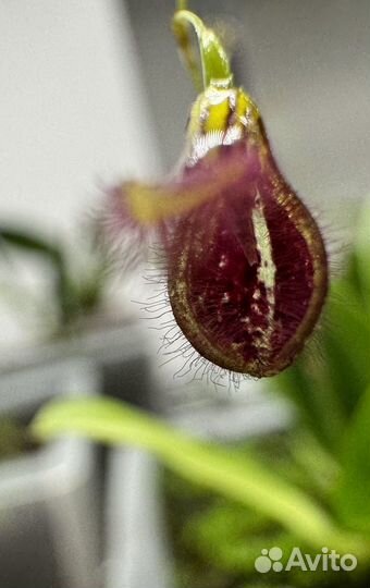 Орхидея Pleurothallis