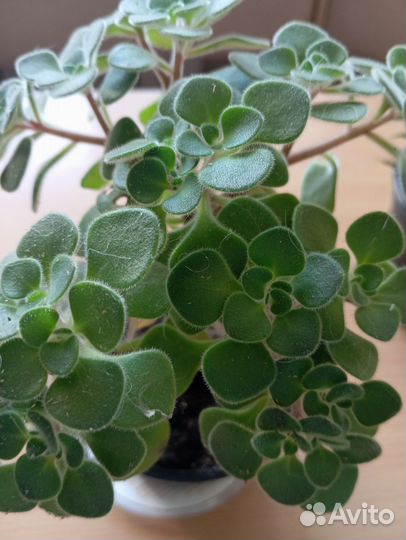 Толстянка и другие растения