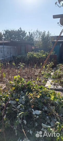 Саженцы малины