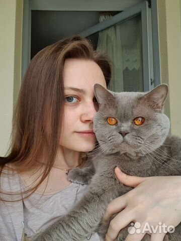 Передержка кошек/котов