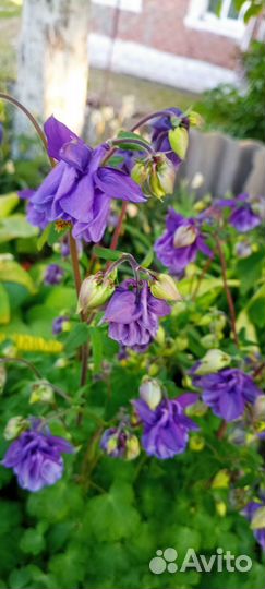 Аквилегия махровая