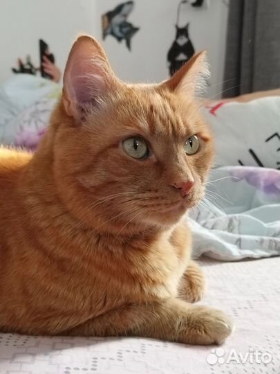 Домашняя передержка кошек