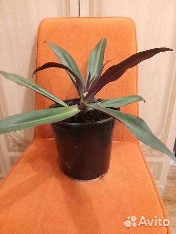 Традесканция рео