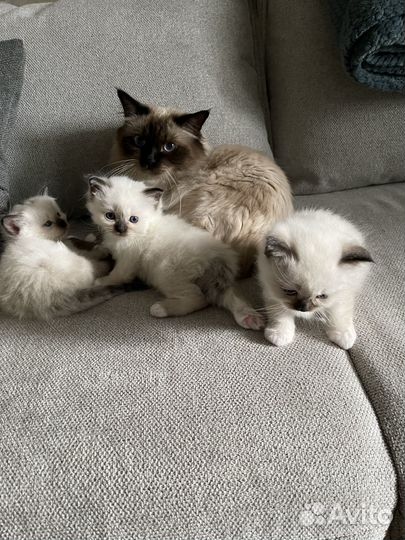 Котята Священная бирма