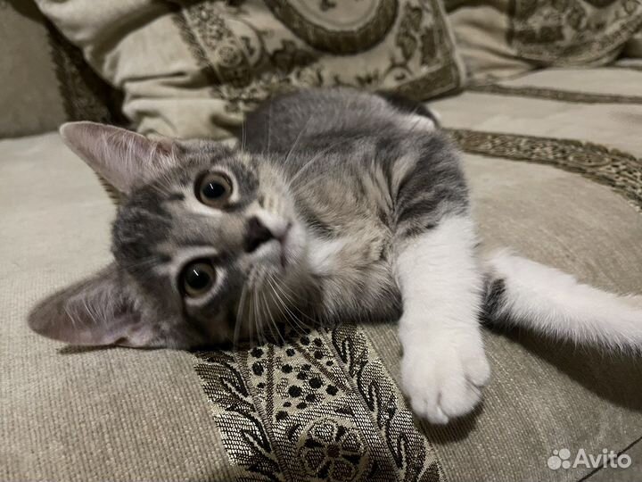 Котик