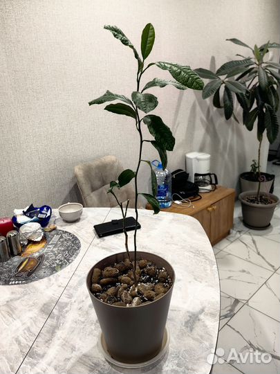 Лимон узбекский