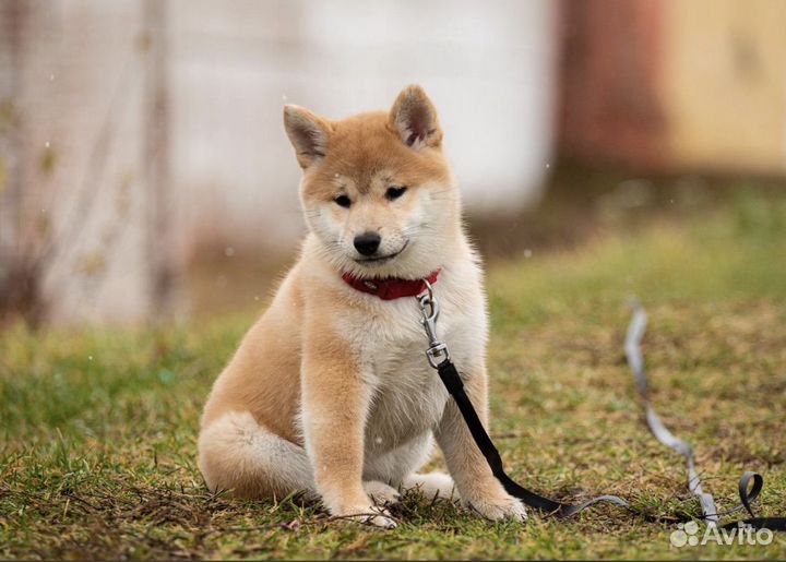 Шикарные девочки Сиба ину малышки РКФ