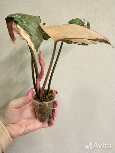 Сингониум клубничный лед