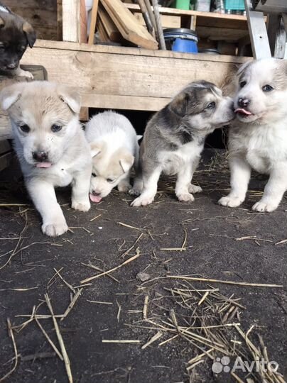 Лайка хаски