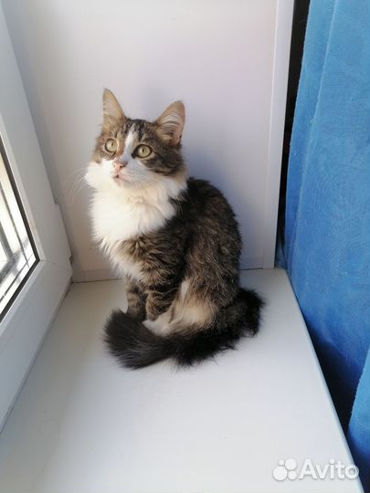 Котик в добрые руки