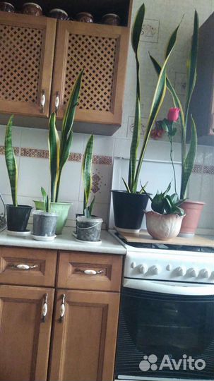 Сансевиерия с желтой оконтовкой