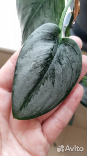 Сциндапсус мунлайт