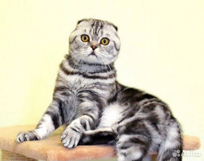 Шотландский кот вязка