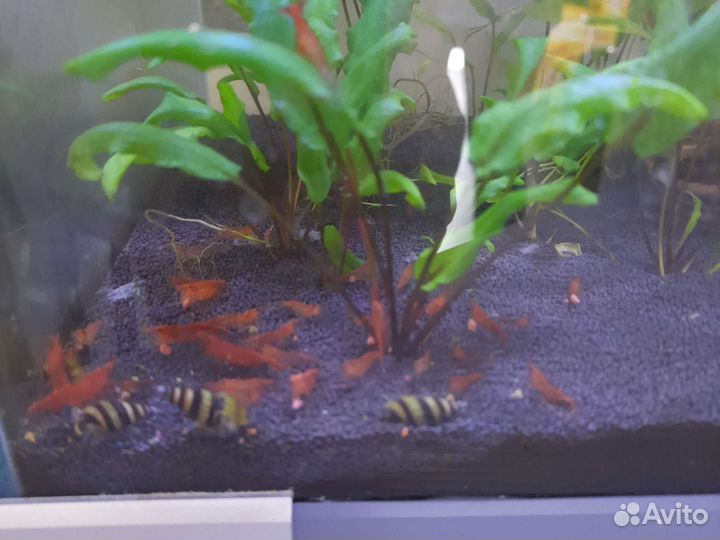 Аквариум с рыбками