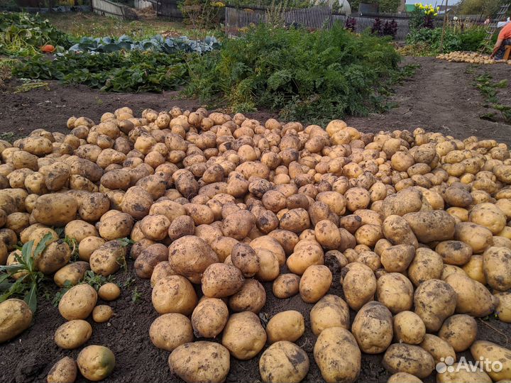 Продам картофель