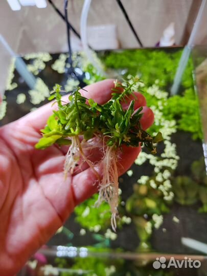 Аквариумное растение Хедиотис