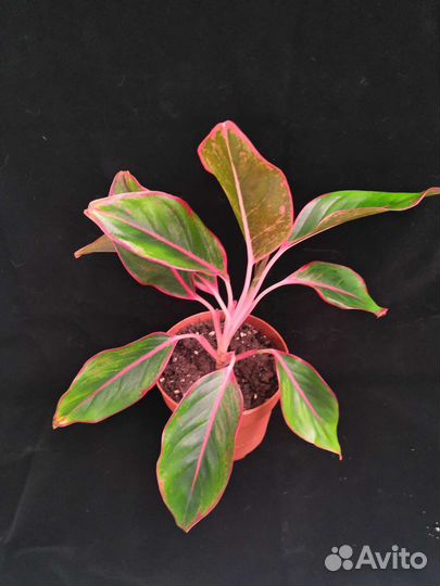 Аглаонема Крит