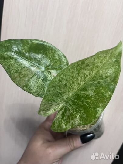 Alocasia Odorа Vаriеgаtа Ваtik