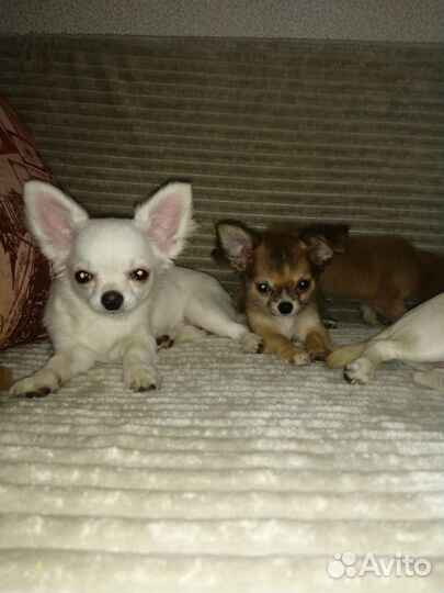 Щенки чихуахуа с Документами РКФ