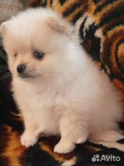 Померанский шпиц мини