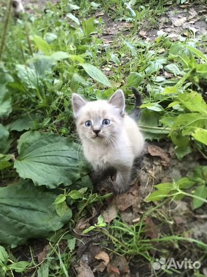Котенок
