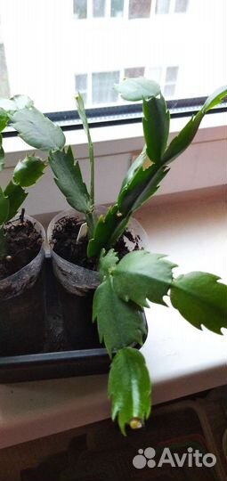 Декабрист шлюмбергера