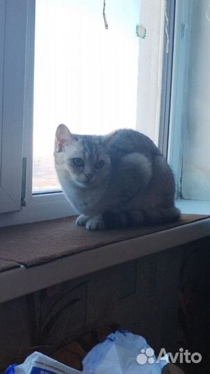 Кошки в добрые руки