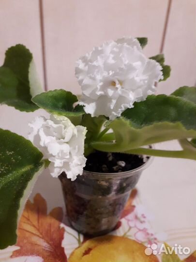 Фиалки с фото, не лист, белые, махровые