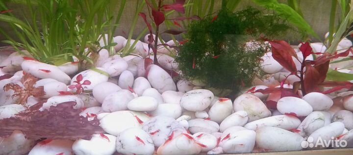 Креветки супер красные Кровавая мэри супер ред