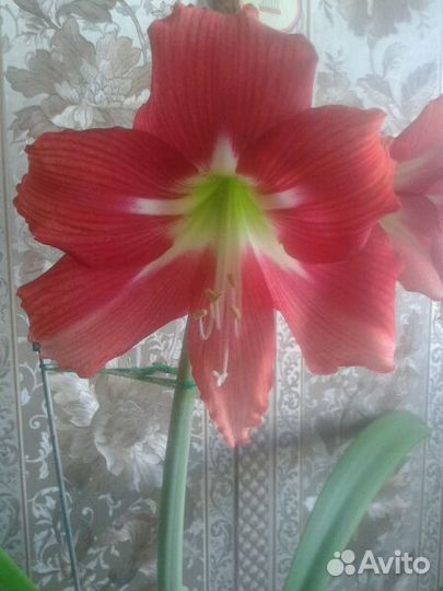 Лилия домашняя (гиппеаструм)