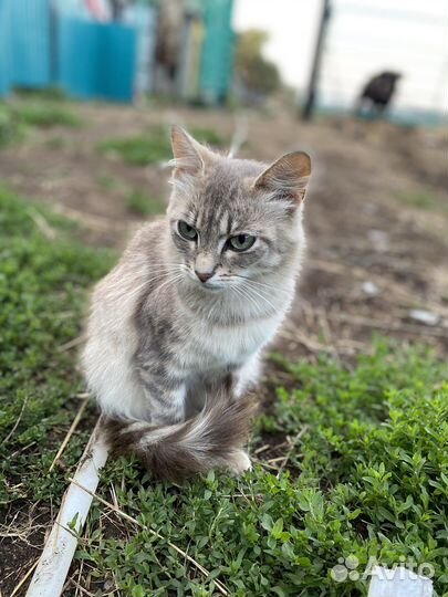 Котята отдам даром