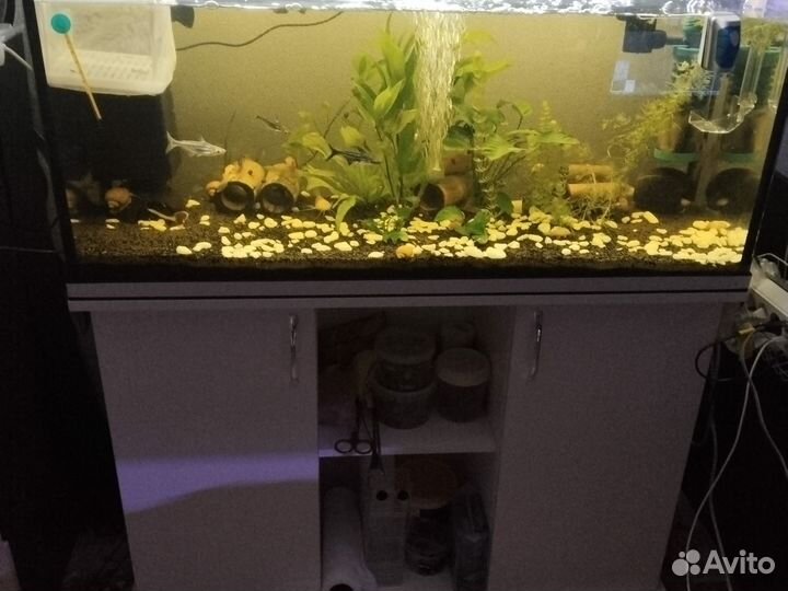 Действующий аквариум