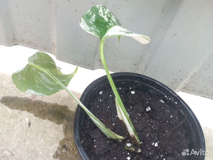 Монстера альба