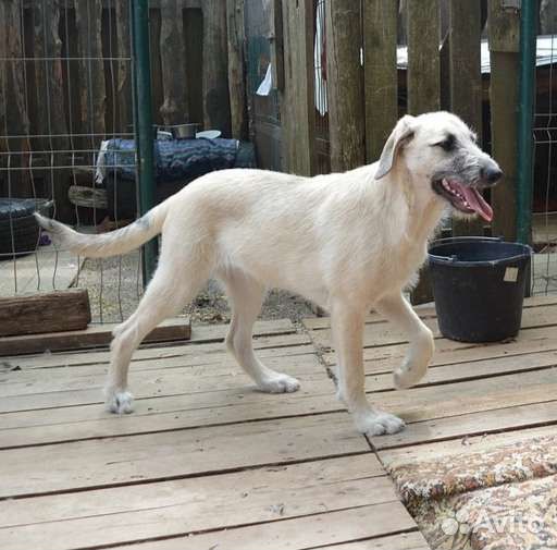 Дворовый волдов