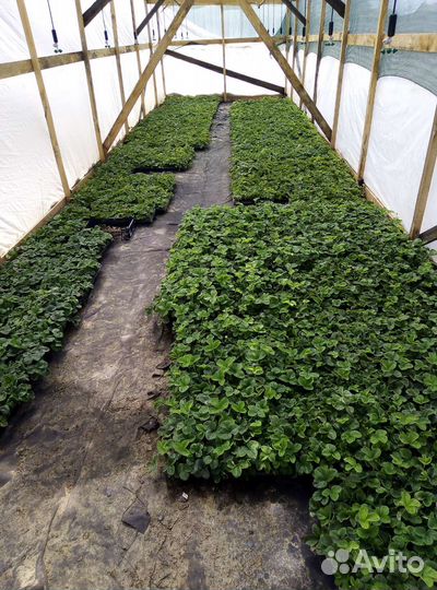 Рассада клубники