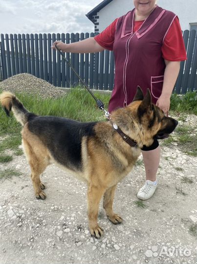 Кобель немецкой овчарки на вязку