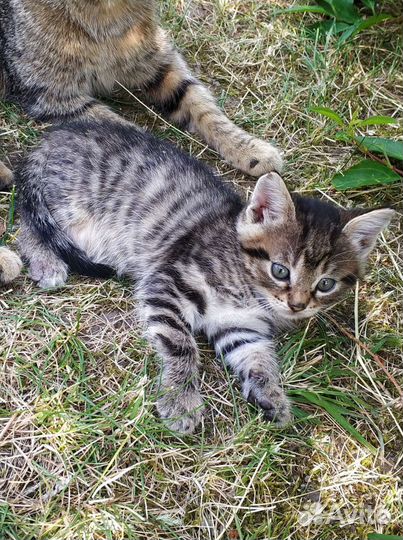 Котята ищут дом