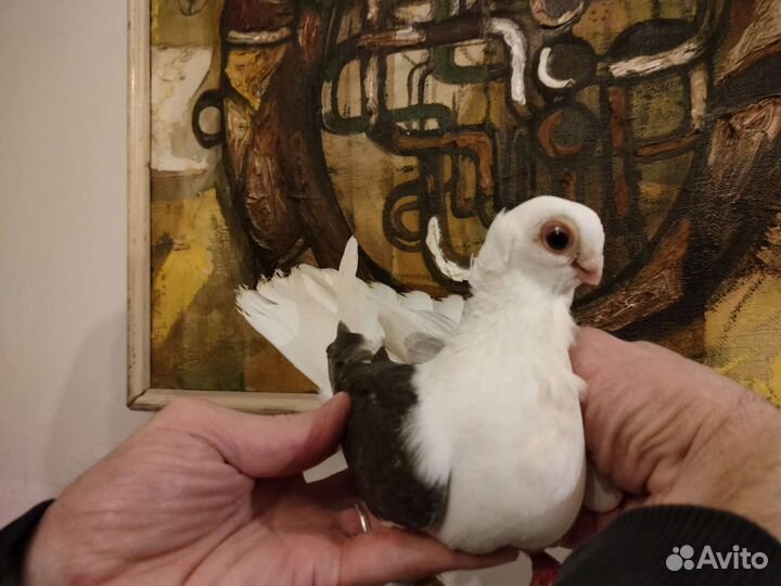 Голуби благодаренские пара