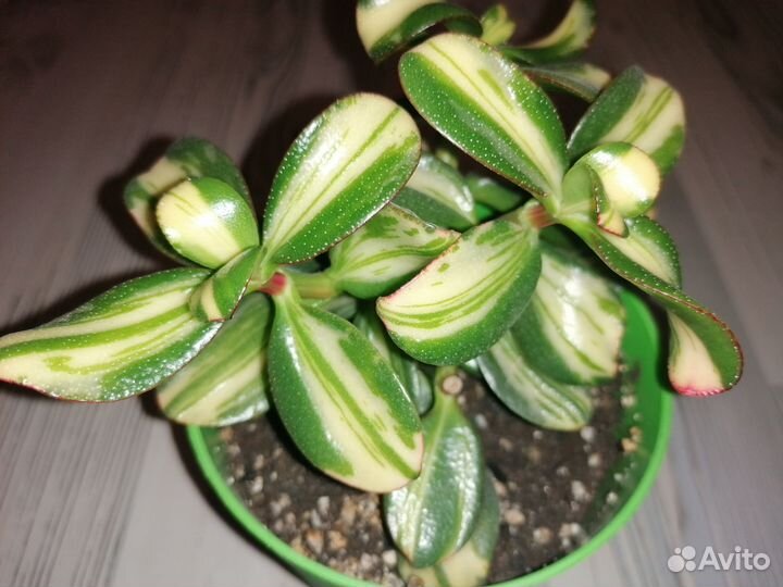 Крассула Ретурн оф Бьюти