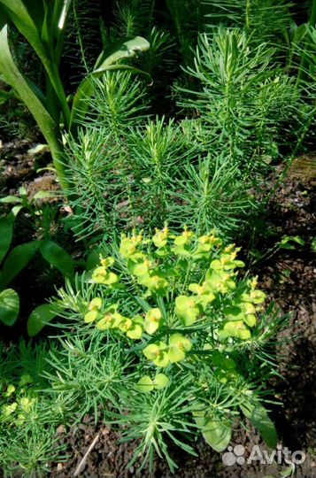 Цветы садовые