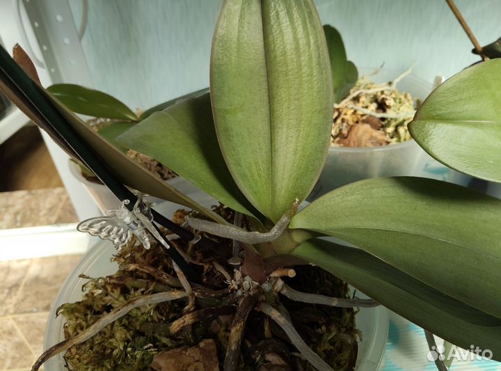 Орхидея фаленопсис