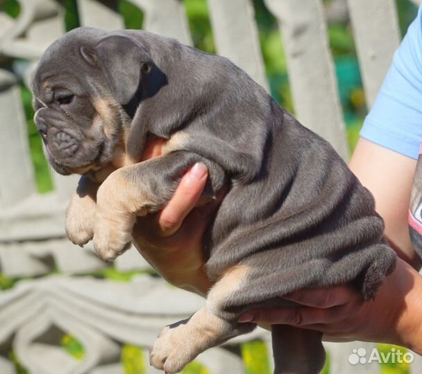 Английский бульдог, шикарный мальчик