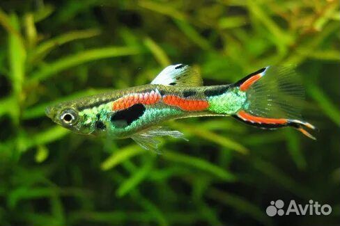 Рыбки гуппи эндлера